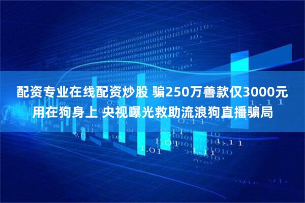 配资专业在线配资炒股 骗250万善款仅3000元用在狗身上 央视曝光救助流浪狗直播骗局