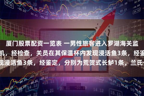 厦门股票配资一览表 一男性旅客进入罗湖海关监管区时全程低头摆弄手机，经检查，关员在其保温杯内发现浸活鱼3条，经鉴定，分别为荒贺式长鲈1条，兰氏长鲈2条